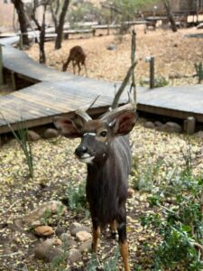 團友拍到nyala跑來營地玩