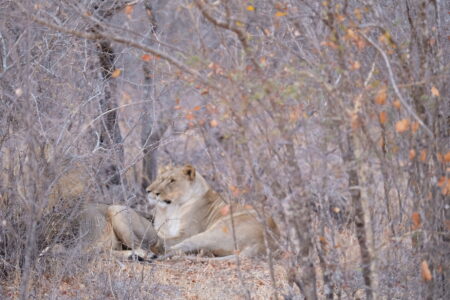 坐在樹叢後的母女獅