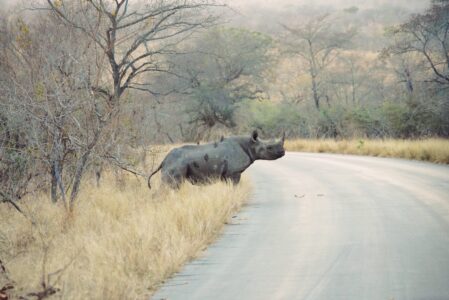 搭順風車的小鳥們