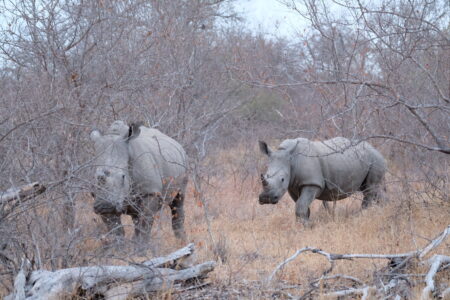 犀牛女兒的角是尖的,白犀牛嘴巴偏寬