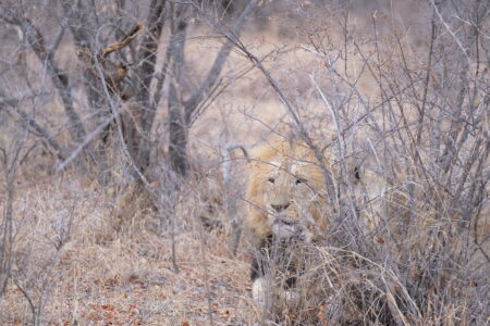 在母女獅前面的年輕公獅