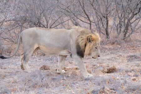 年輕公獅跟在母女獅後