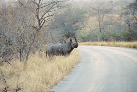 黑犀牛的嘴巴比較尖一點