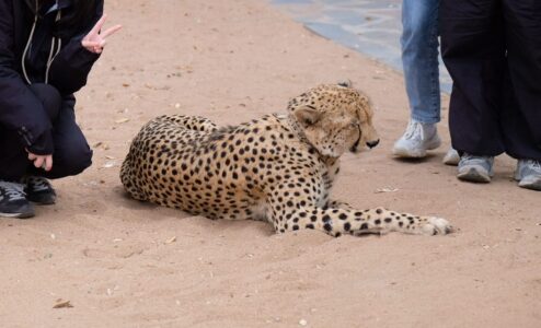 人類好煩啊還比YA