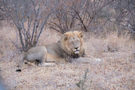 坐在對面的老獅