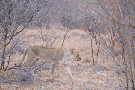 起身離開的母獅