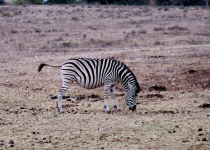 我沒有懷孕 只是吃太飽