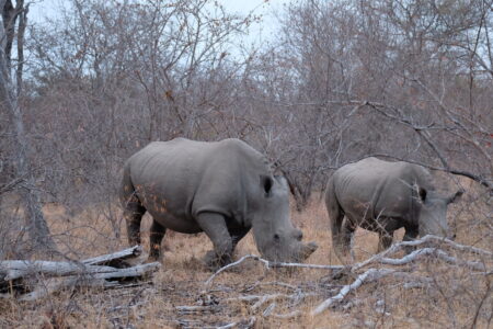 犀牛媽媽的角是鈍的